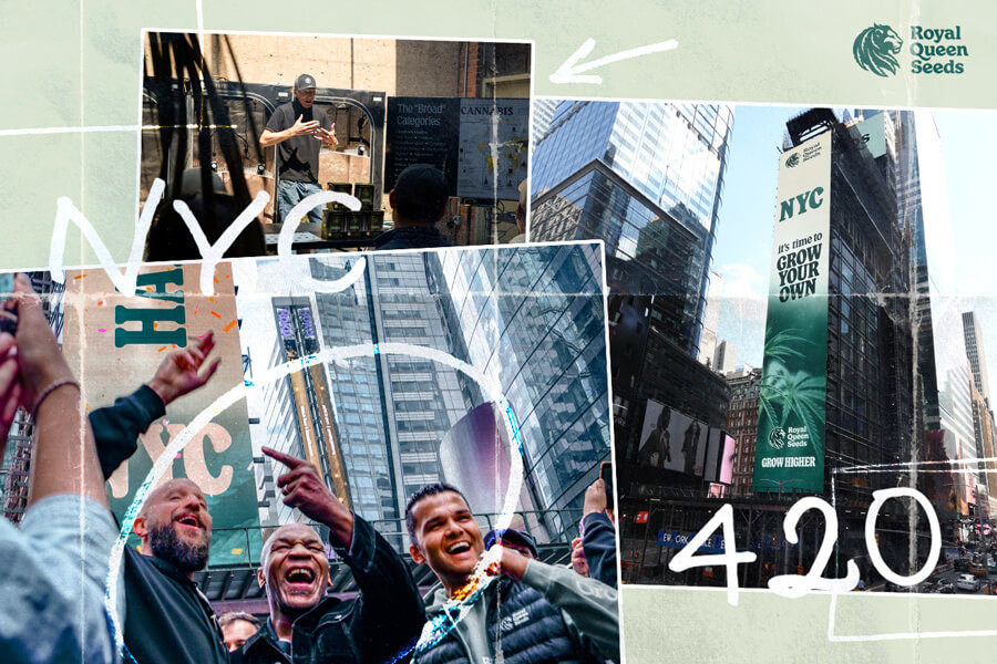 Célébration du 420 avec Mike Tyson : RQS festoie en beauté