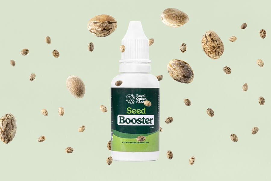Comment utiliser le Cannabis Seed Booster pour la germination