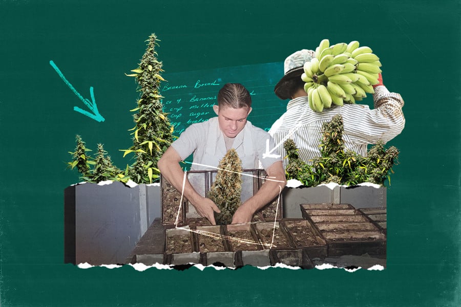 Comment préparer un délicieux banana bread au cannabis