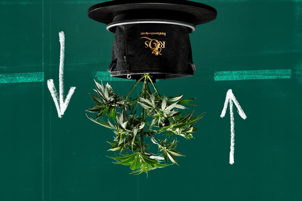 Peut-on cultiver du cannabis à l'envers ?