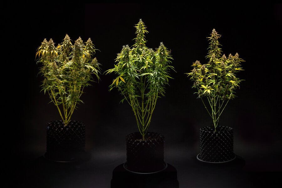 Quelle taille les variétés à autofloraison peuvent-elles atteindre ?