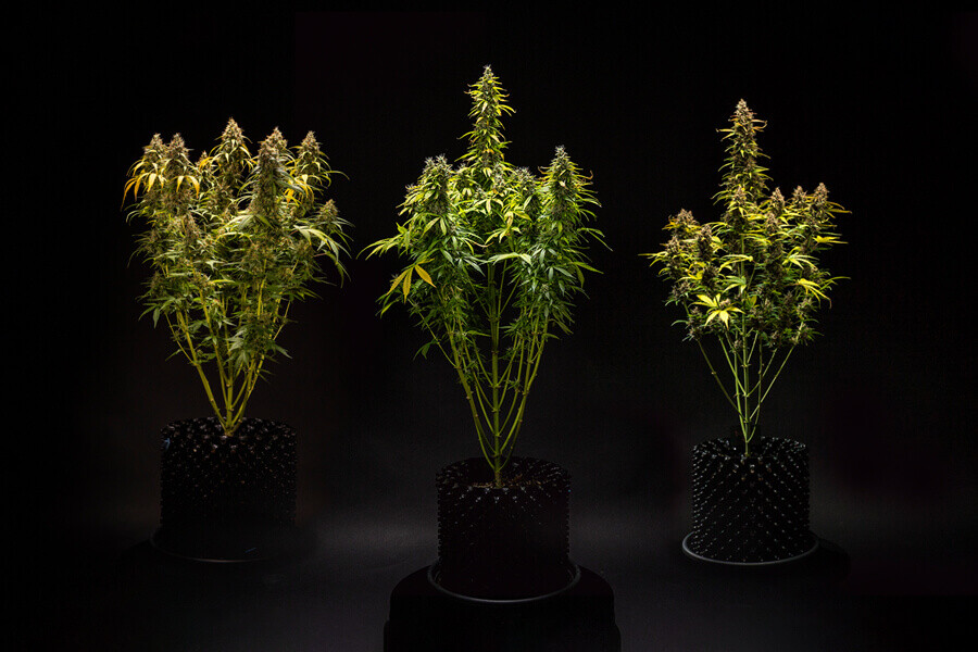 Quelle taille les variétés à autofloraison peuvent-elles atteindre ?