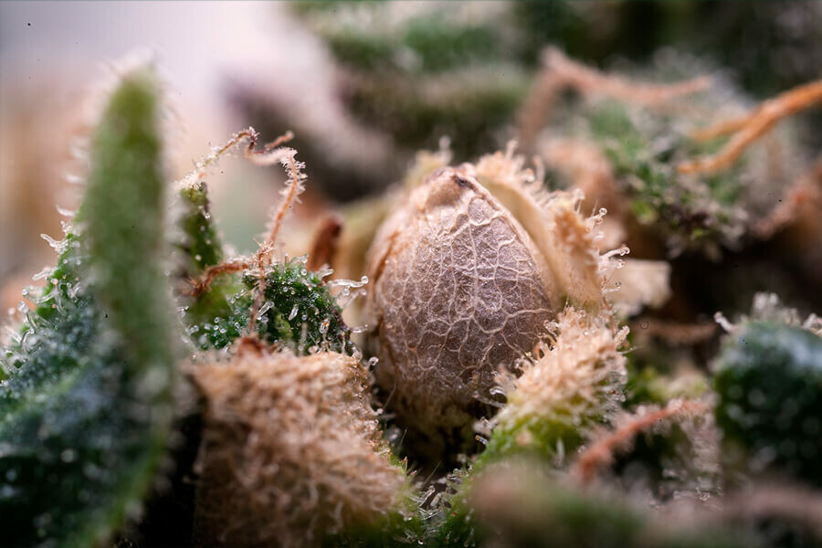 Que faire des graines de cannabis trouvées dans les pochons ?