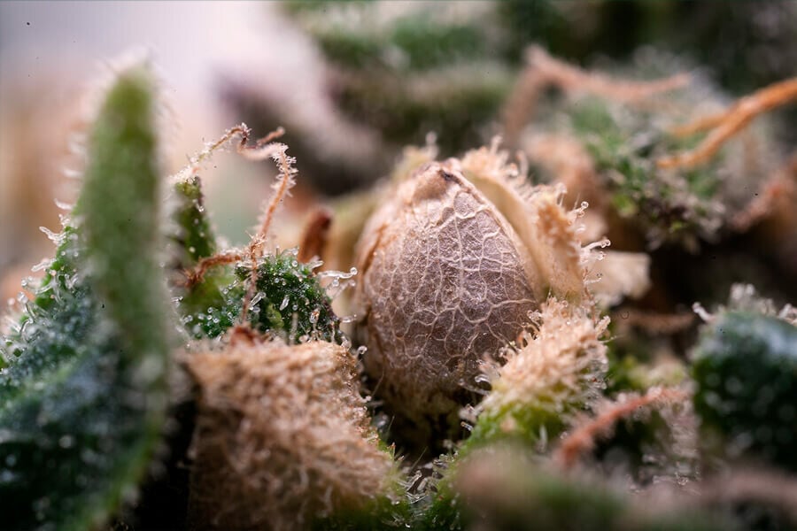Que faire des graines de cannabis trouvées dans les pochons ?