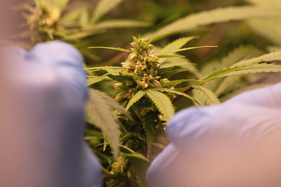 Tout ce que vous devez savoir sur l’identification du sexe des plants de cannabis