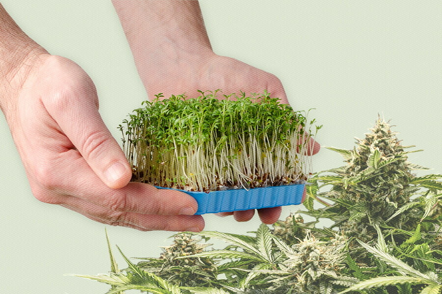 Micropousses de cannabis : qu’est-ce que c’est et comment en cultiver