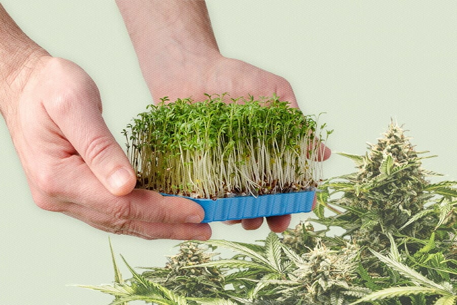Micropousses de cannabis : qu’est-ce que c’est et comment en cultiver
