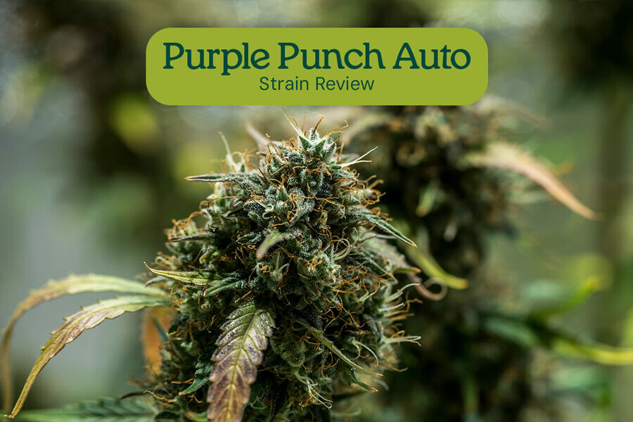 Évaluation de variété Purple Punch Auto
