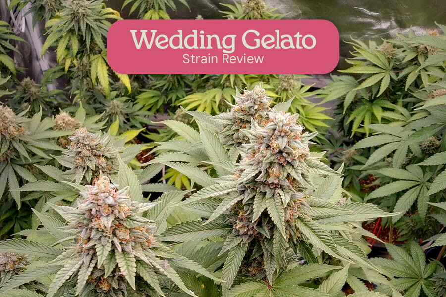 Découvrez tout sur la variété de cannabis Wedding Gelato RQS Blog