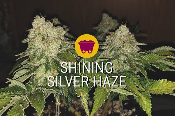 Shining Silver Haze : la nouvelle génération de sativa