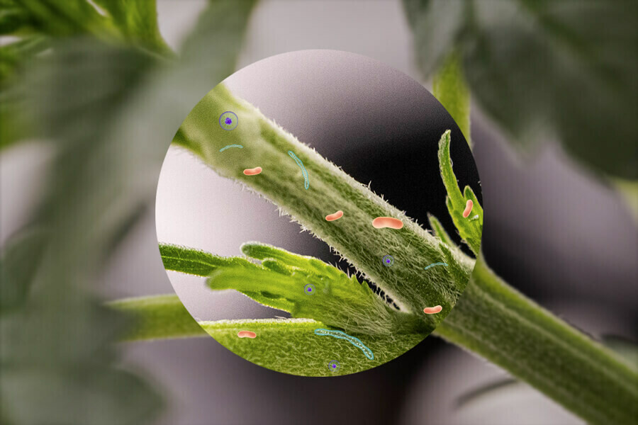 Endophytes du cannabis : microbiome du cannabis