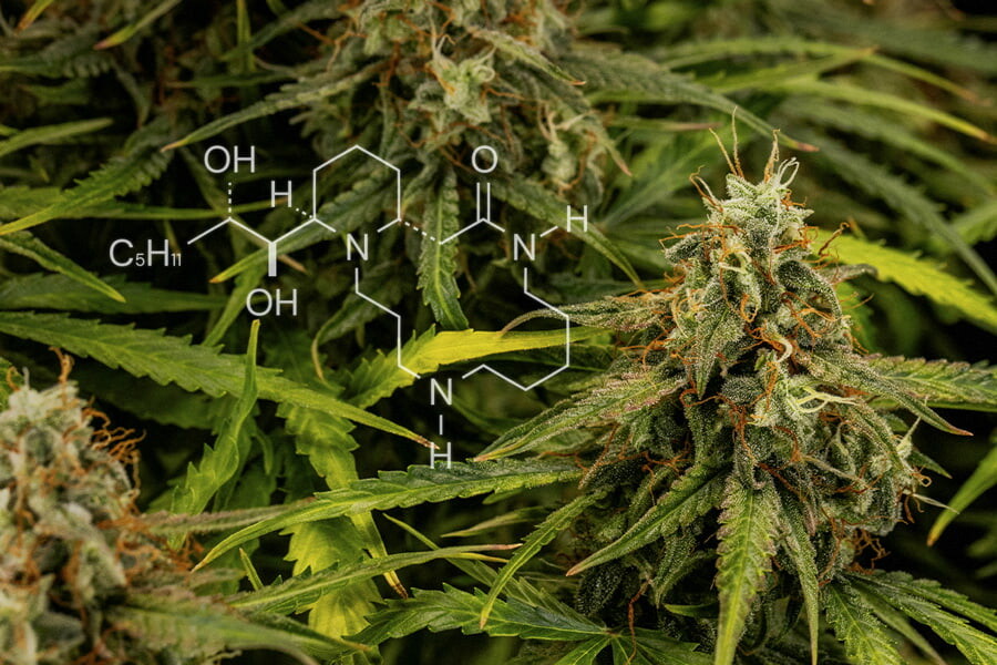 Chimie du cannabis : Tout sur les alcaloïdes