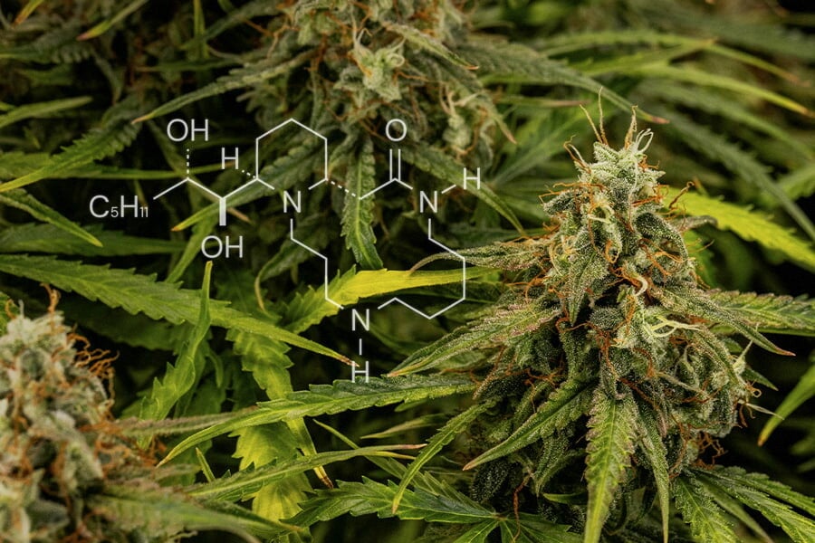 Chimie du cannabis : Tout sur les alcaloïdes