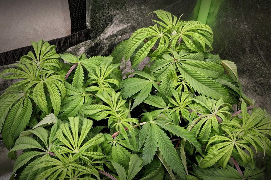 Surfertilisation du cannabis : comment identifier et soigner