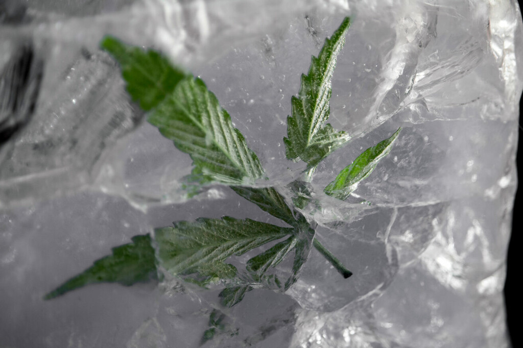 Extraction cryogénique : méthode de transformation du cannabis rafraîchissante