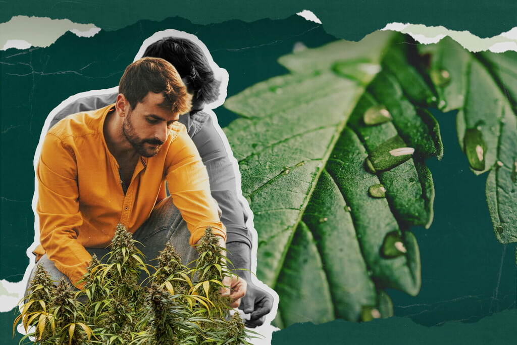 Qu’est-ce que la guttation du cannabis ? Tout ce qu’il faut savoir