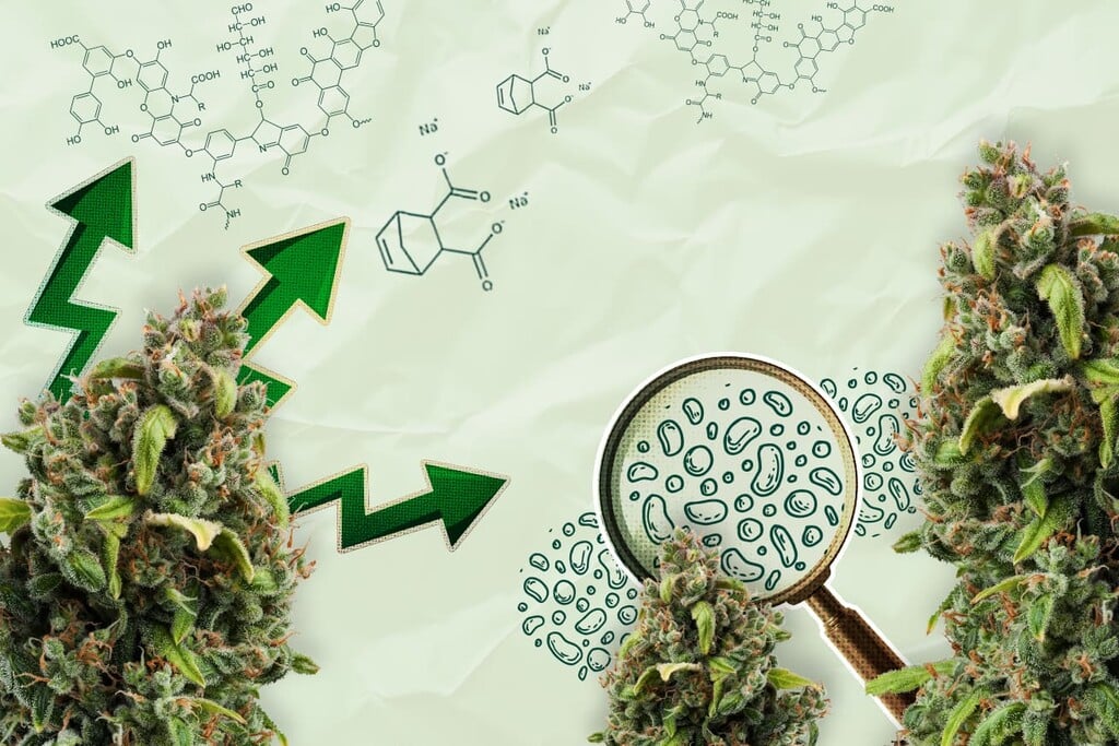 Acides organiques : l'avenir des biostimulants du cannabis ?