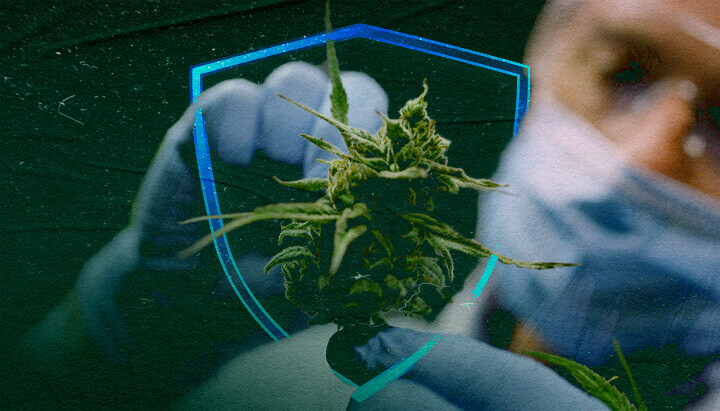 Extraits de cannabis : le futur des fongicides organiques ?