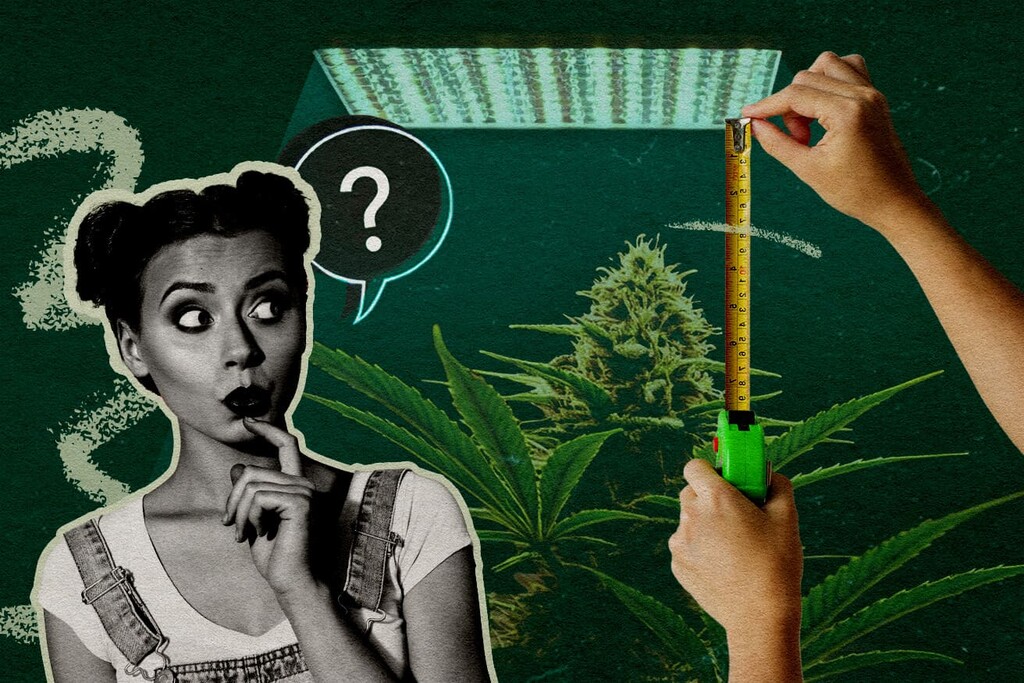 Distance des lampes de culture LED : à quelle distance installer les lampes pour chaque étape ?