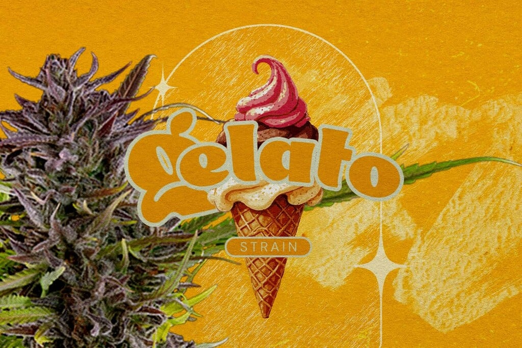 Analyse de la variété Gelato : Saveurs, effets, taux de THC et plus