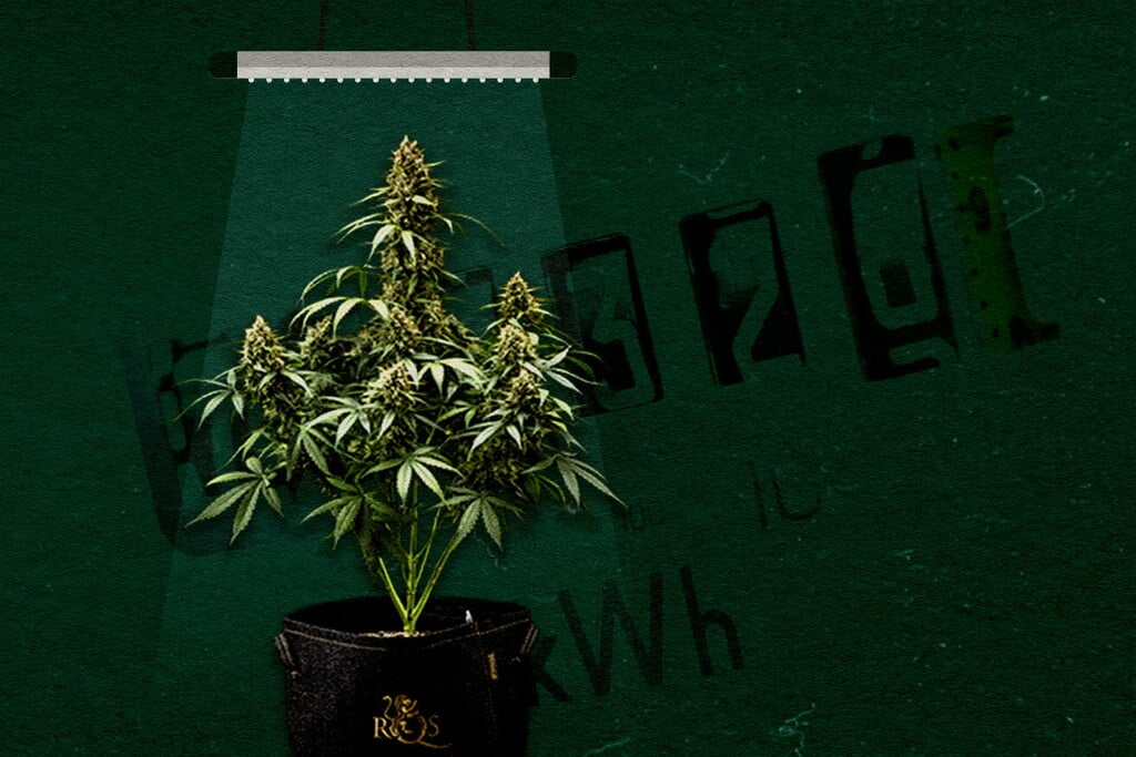 Quelle taille de lampe et quelle puissance choisir pour une culture optimale ?