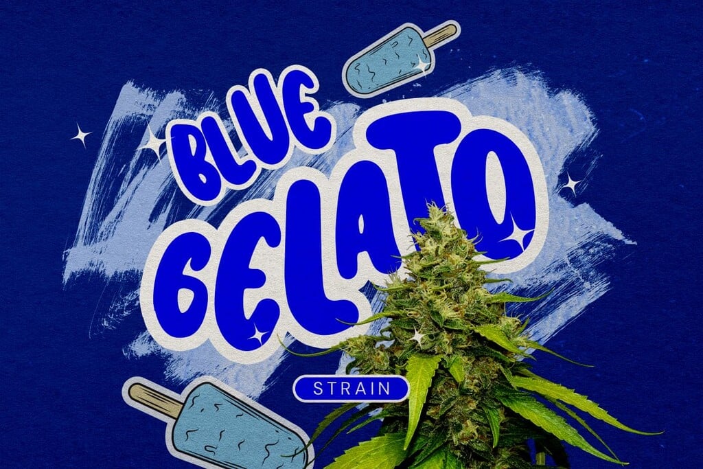 Évaluation de la variété Blue Gelato