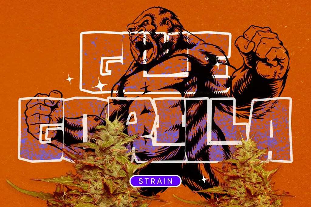 Variété Royal Gorilla (GG4) : Un puissant hybride qui dépassera vos attentes