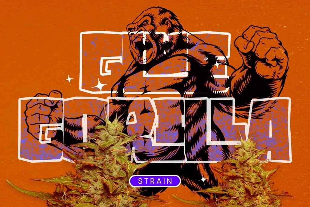 Variété Royal Gorilla (GG4) : Un puissant hybride qui dépassera vos attentes