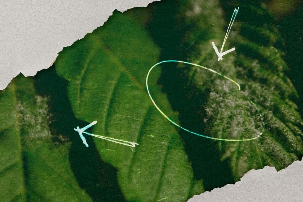Mildiou du cannabis : détection, prévention et traitement