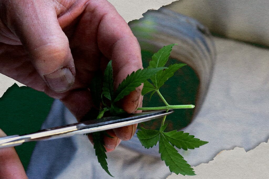 Meilleures variétés de cannabis pour le clonage