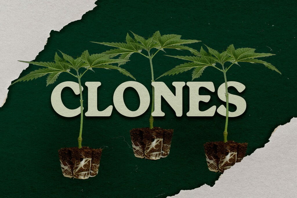Les bienfaits de cultiver du cannabis à partir d’un clone