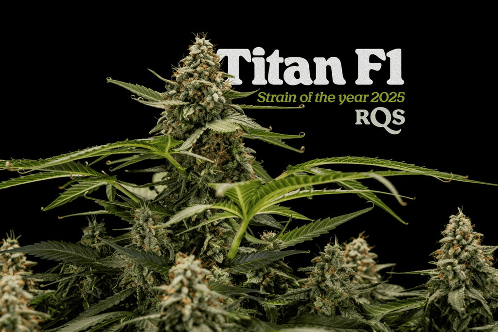 La strain de l’année 2025 chez RQS : Titan F1