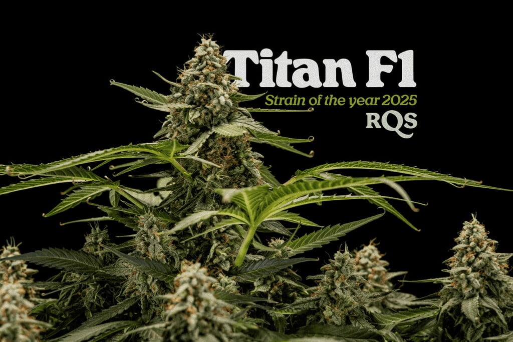 La strain de l’année 2025 chez RQS : Titan F1