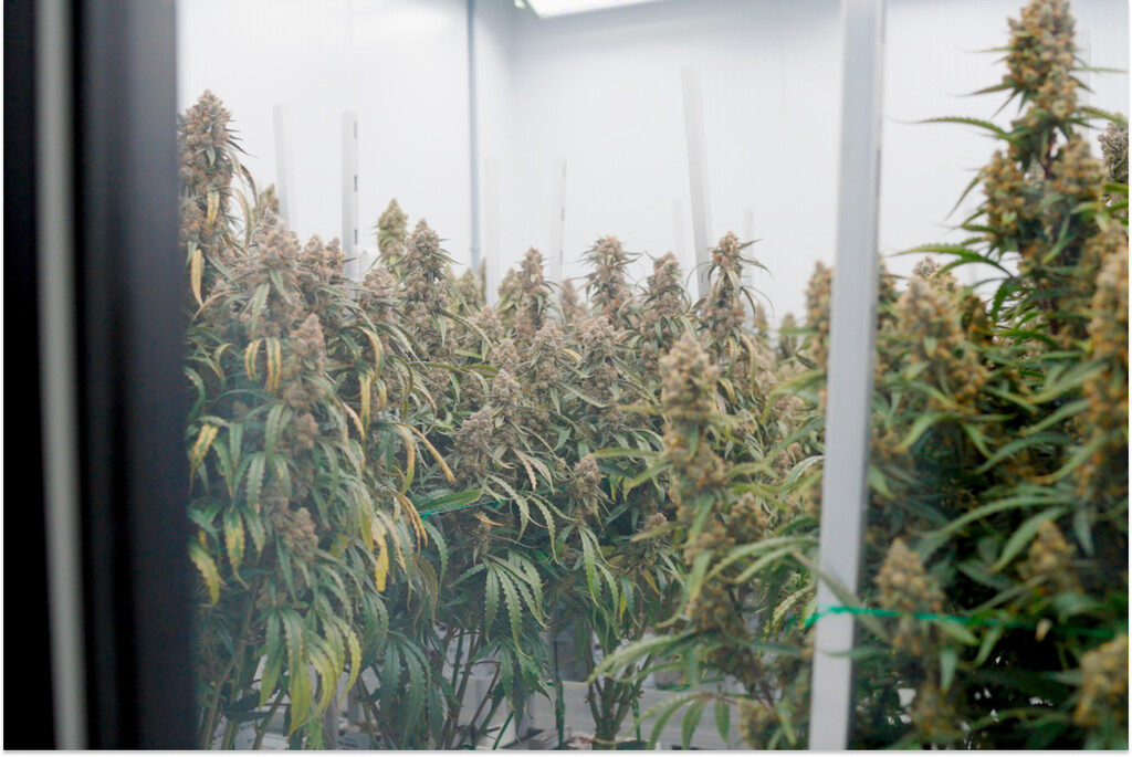Influence de la laine de roche et de l’irrigation sur le cannabis