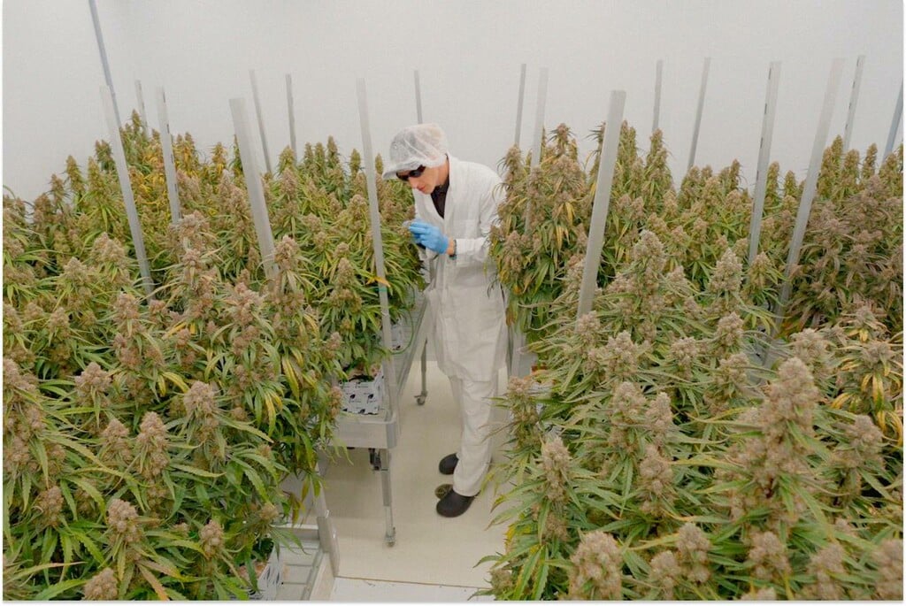 Étêtage sur une autofloraison F1 : comparaison contrôlée sur Medusa F1