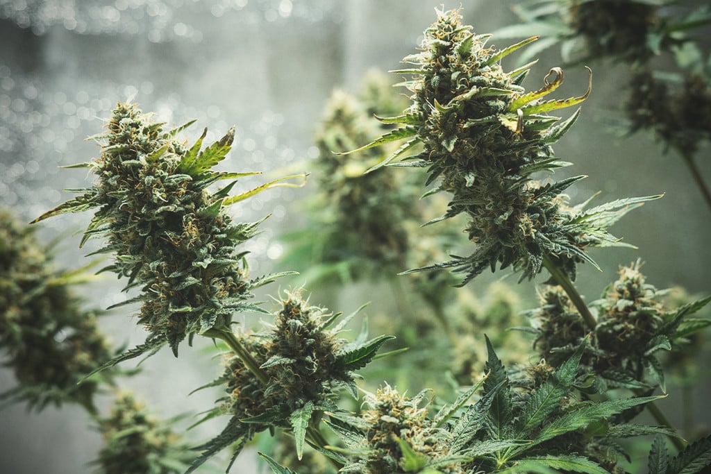 Conseils pour la culture de graines de cannabis autofloraison en intérieur