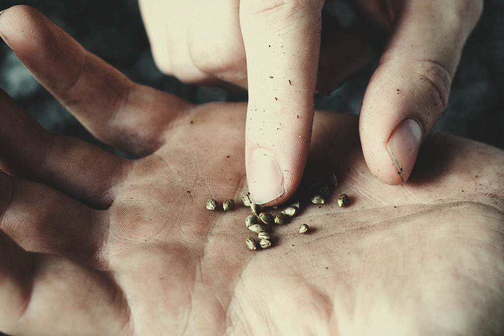 Est-ce Sans Danger De Toucher Des Graines De Cannabis À Mains Nues ?