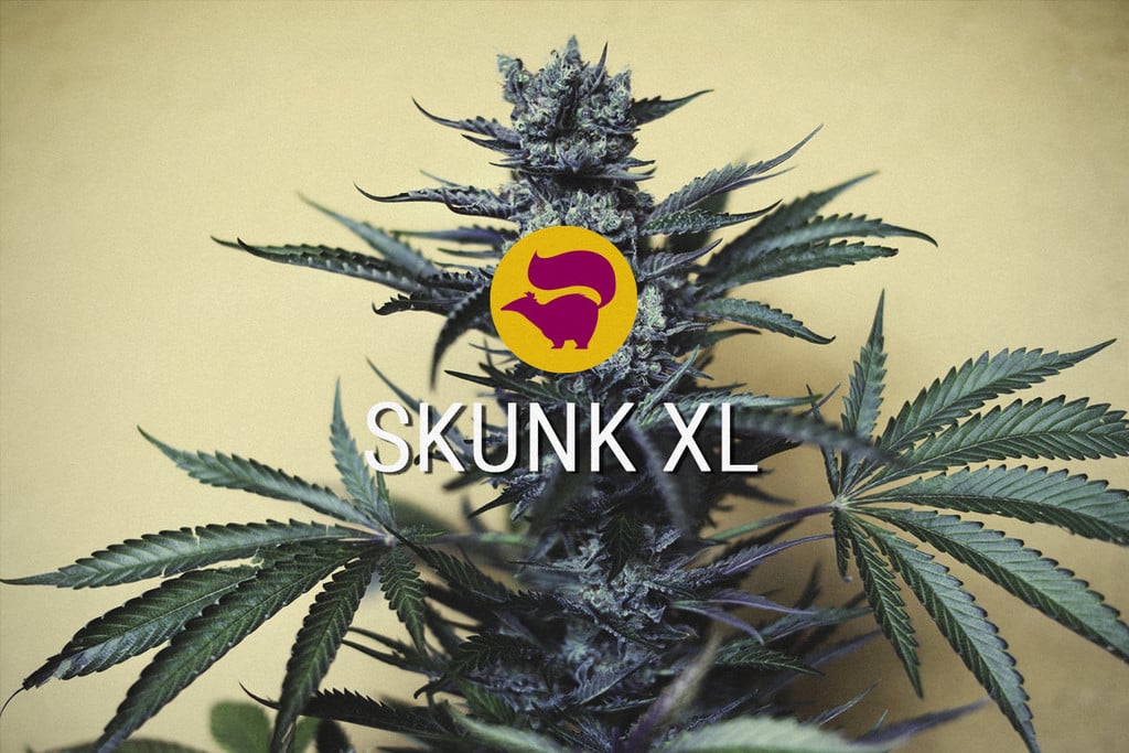 Skunk XL : l'hybride de cannabis fondamental vit toujours