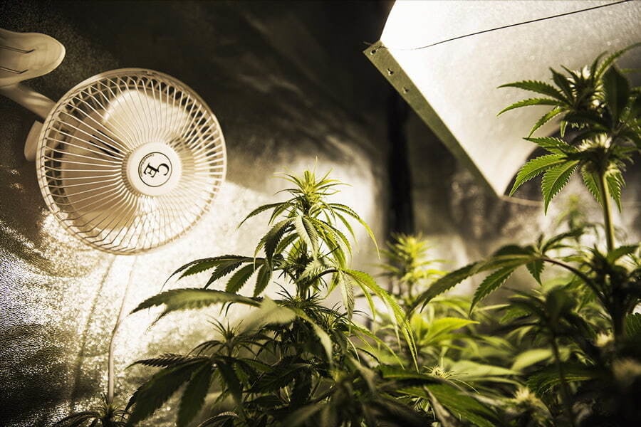 Culture de cannabis et consommation énergétique : stratégies d'experts