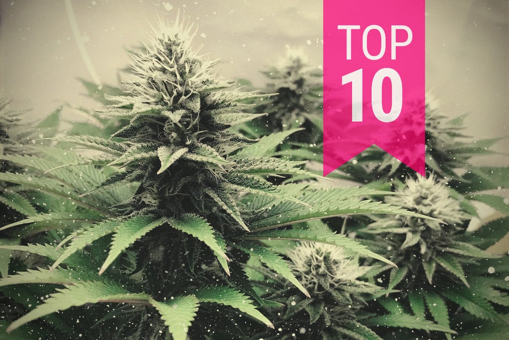 Top 10 des variétés pour climats froids en 2025
