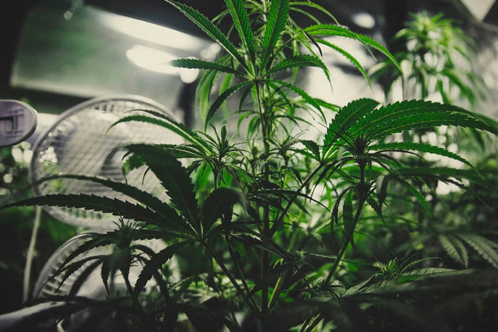 Comment Contrôler L’Odeur Du Cannabis