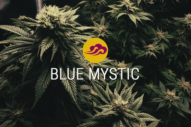 Blue Mystic : sélectionnée pour sa saveur et sa relaxation