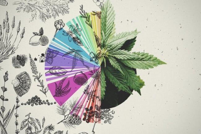 L’effet entourage : Une synergie potentielle entre cannabinoïdes et terpènes