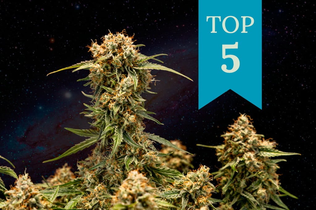 Top 5 des variétés de cannabis pour le sommeil