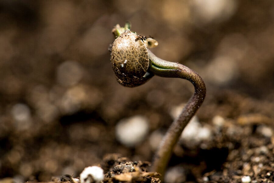 Maîtriser l'étape de la plantule de cannabis en juste 3 étapes