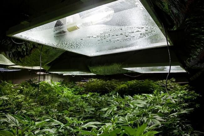 Culture du Cannabis en Intérieur : Humidité Relative et Températures