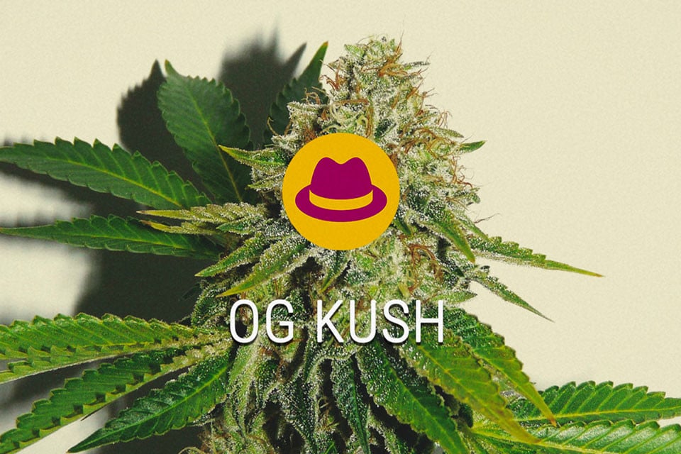 OG Kush graines de cannabis féminisées