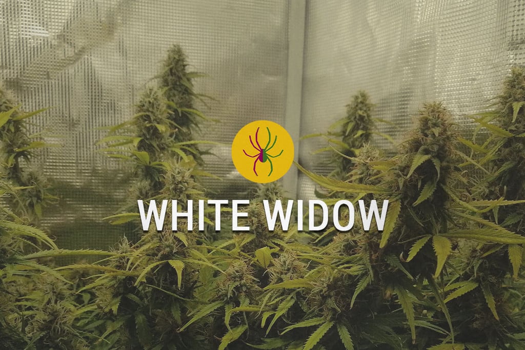 White Widow : la puissante variété, fierté des Pays-Bas