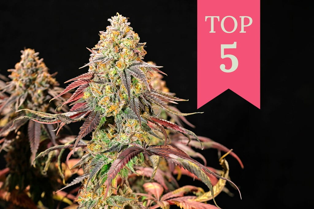 Top 5 des meillleures variétés de cannabis d'intérieur de 2026