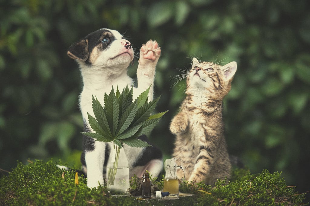 Cannabis Médical Pour Chiens Et Chats : Vaut-Il La Peine D'être Essayé ?